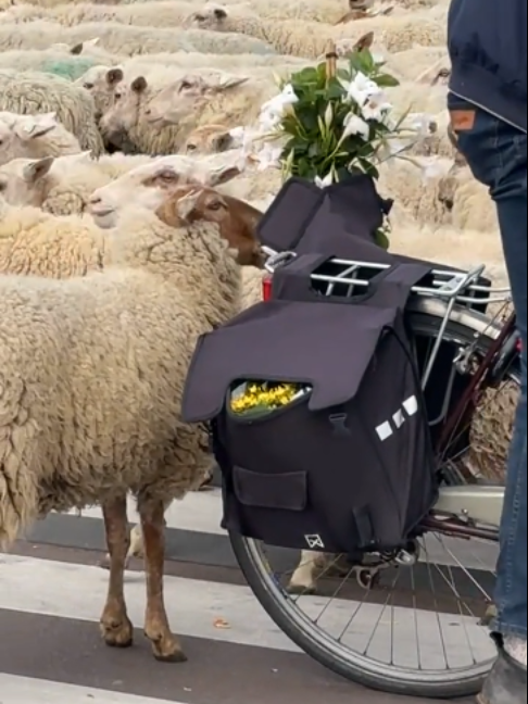 @Dumpert