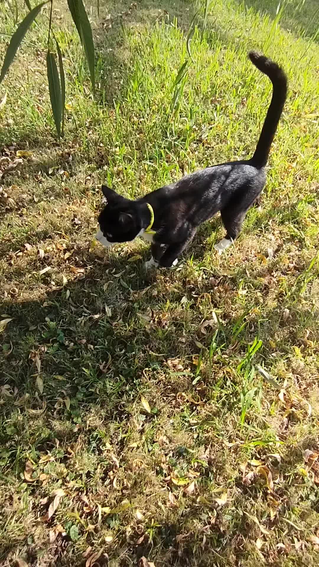 @La loca de los gatos