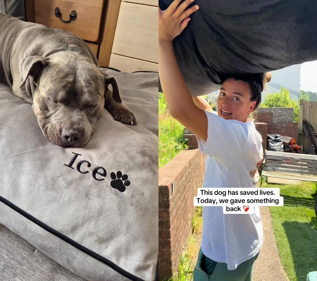 @Uk_dogs.