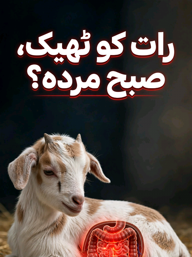 @Kisan goat farm🐐