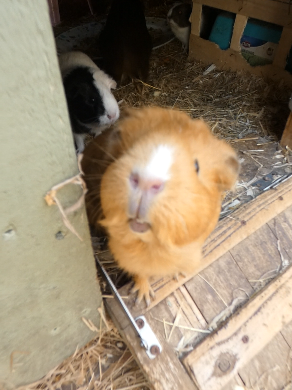 @Guinea Pig Dad