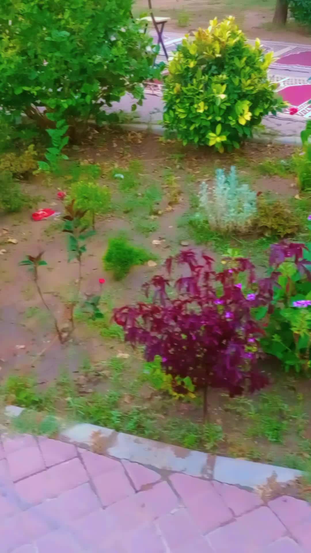 @Haya
