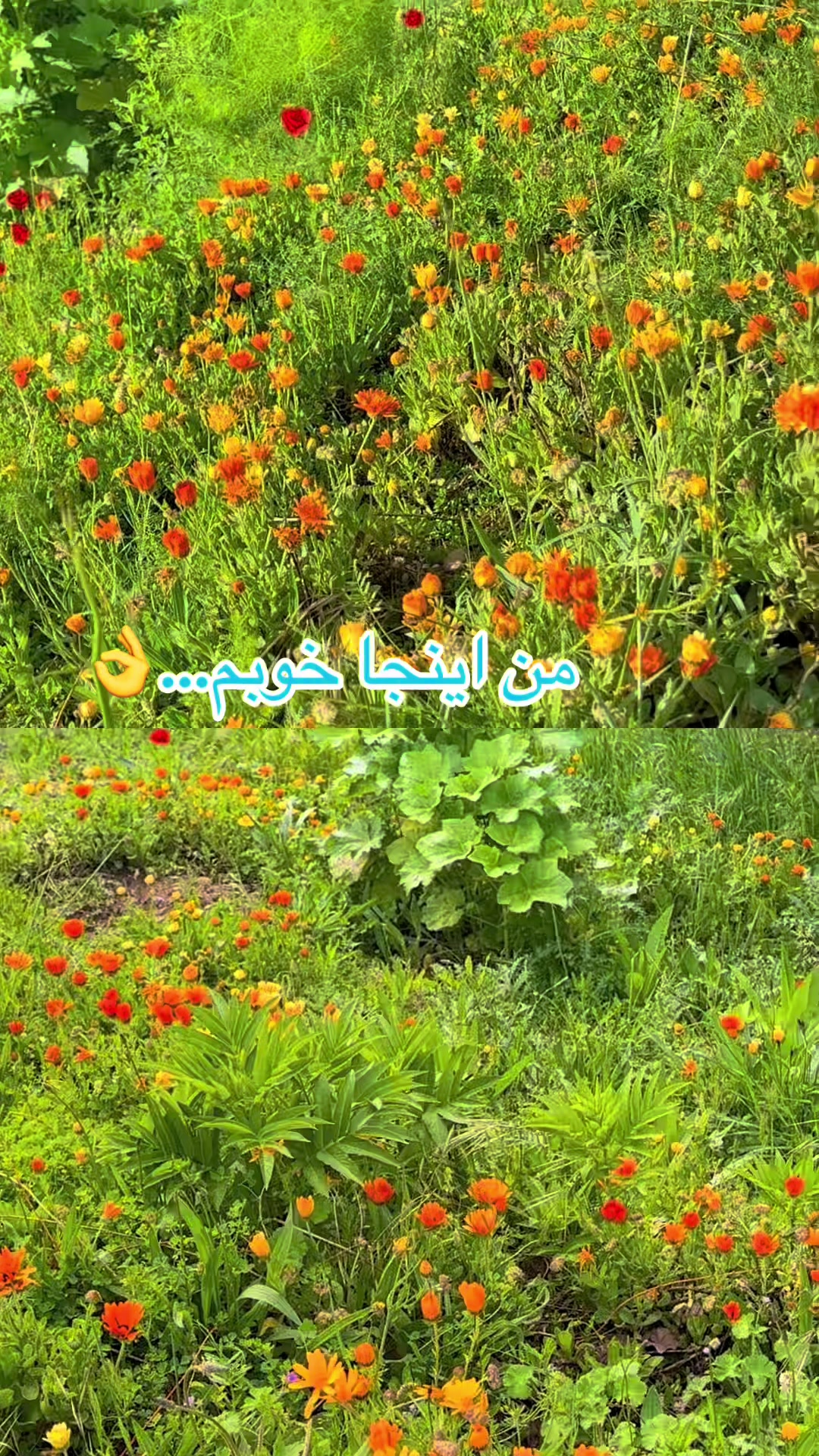 @Bano heidari🇪🇸💛🤍💙