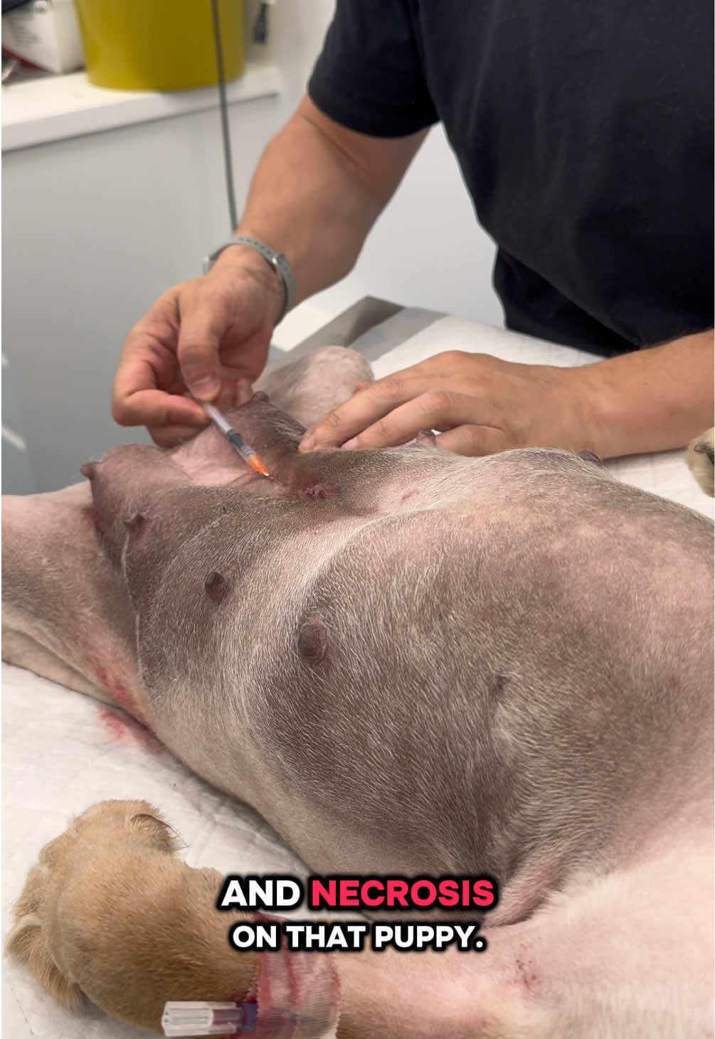 @Tomasthevet