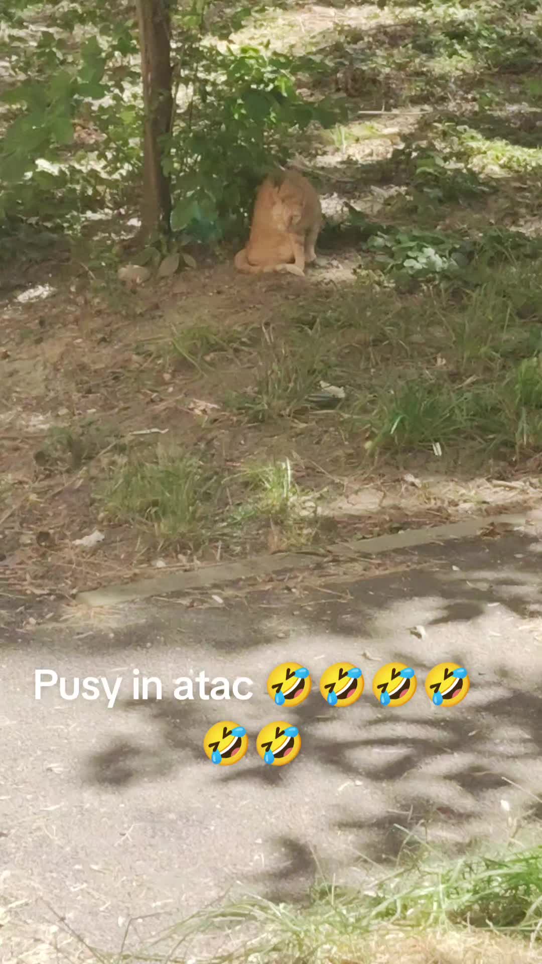 @Steluța Lăcătuş