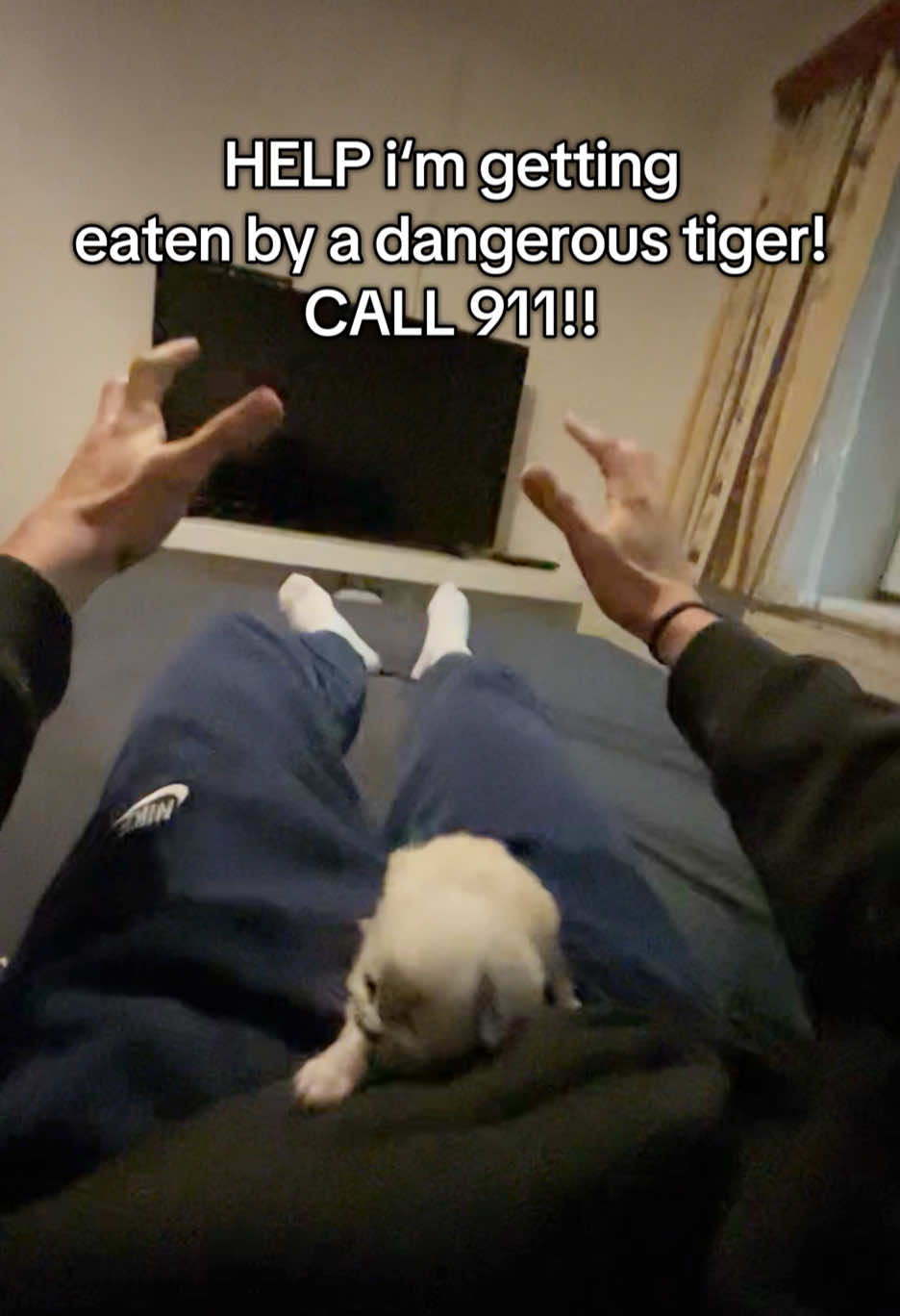 @Cute Ragdolls