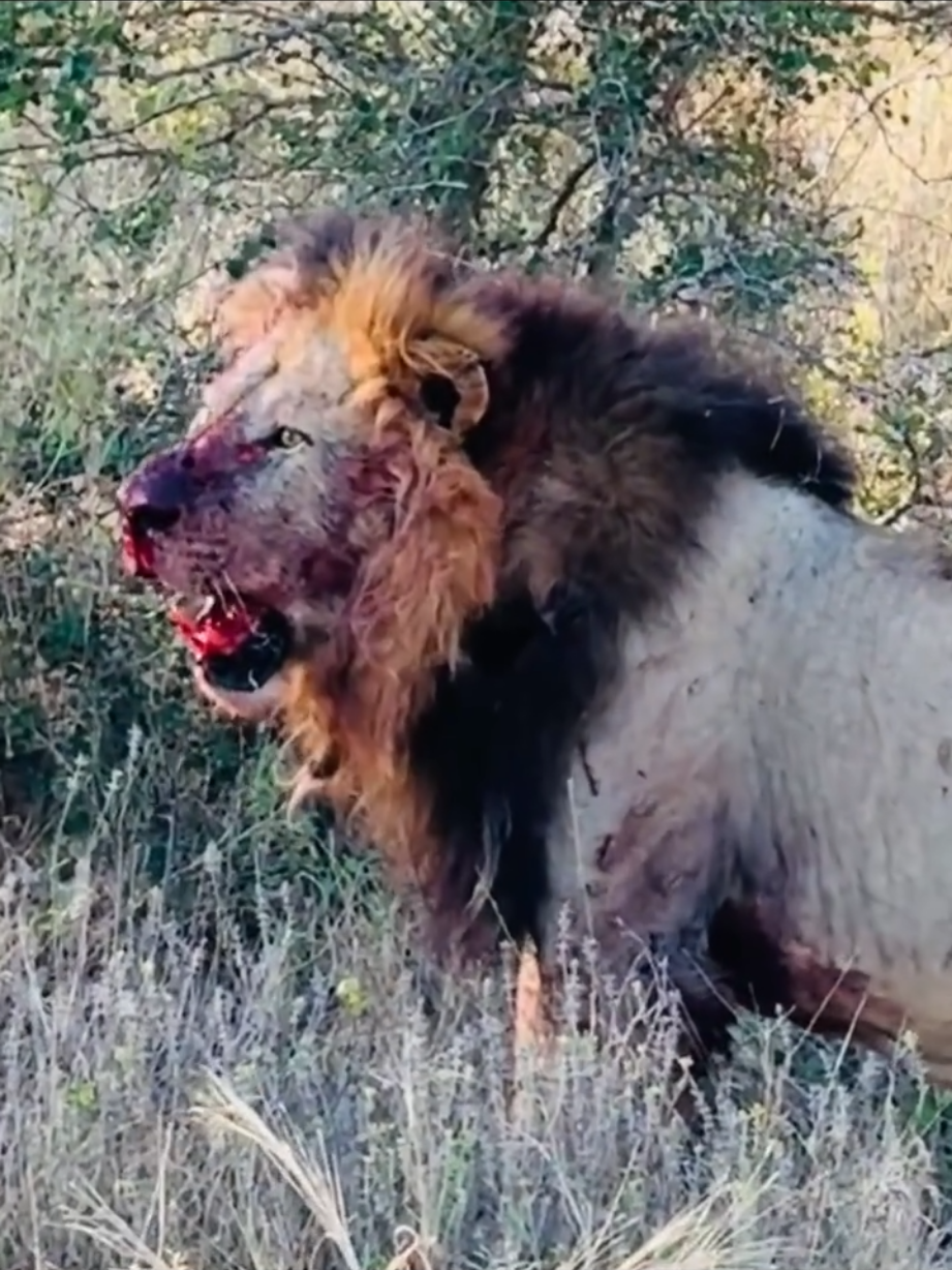 @Lion Sightings