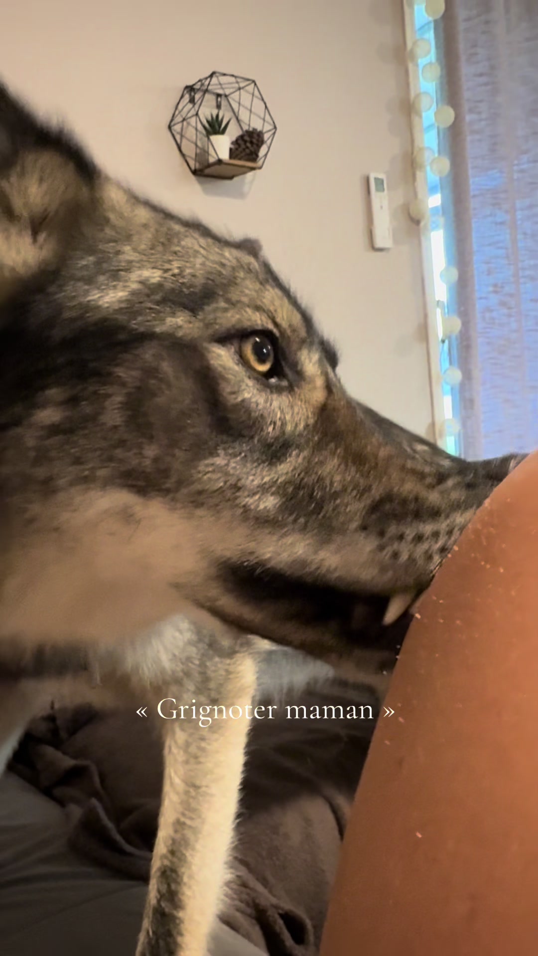 @Real_ArcaneWolfdog