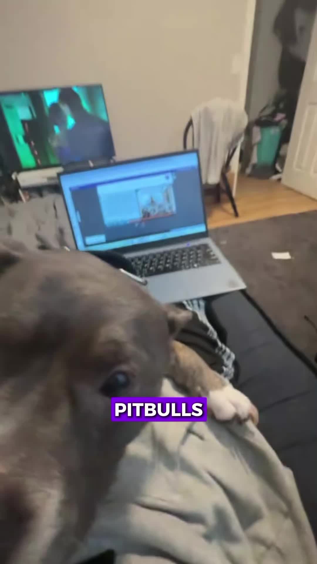 @PawblemsDaily