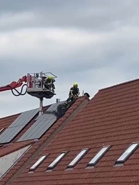 @Dumpert