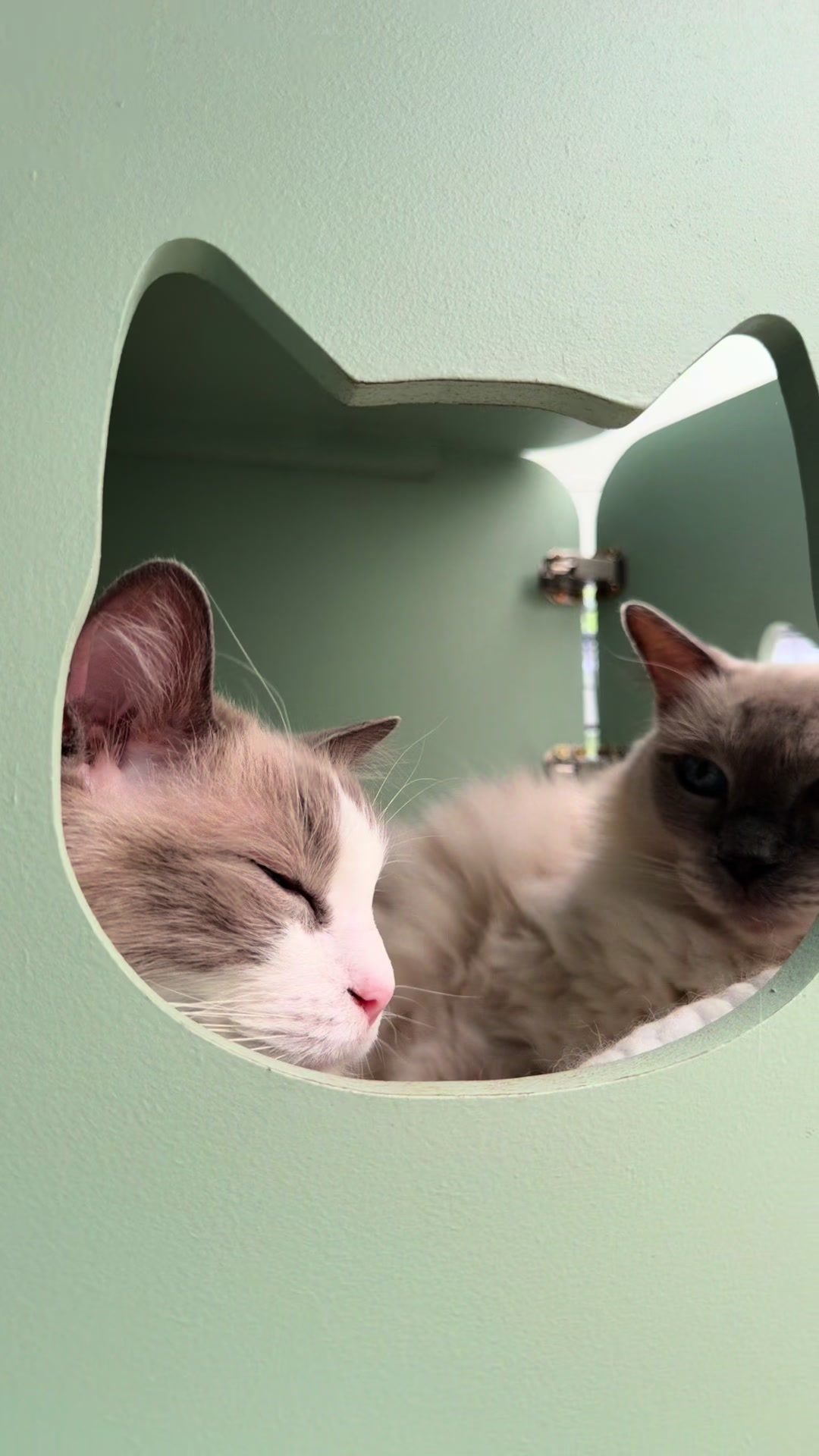 @Herongate Village Cattery