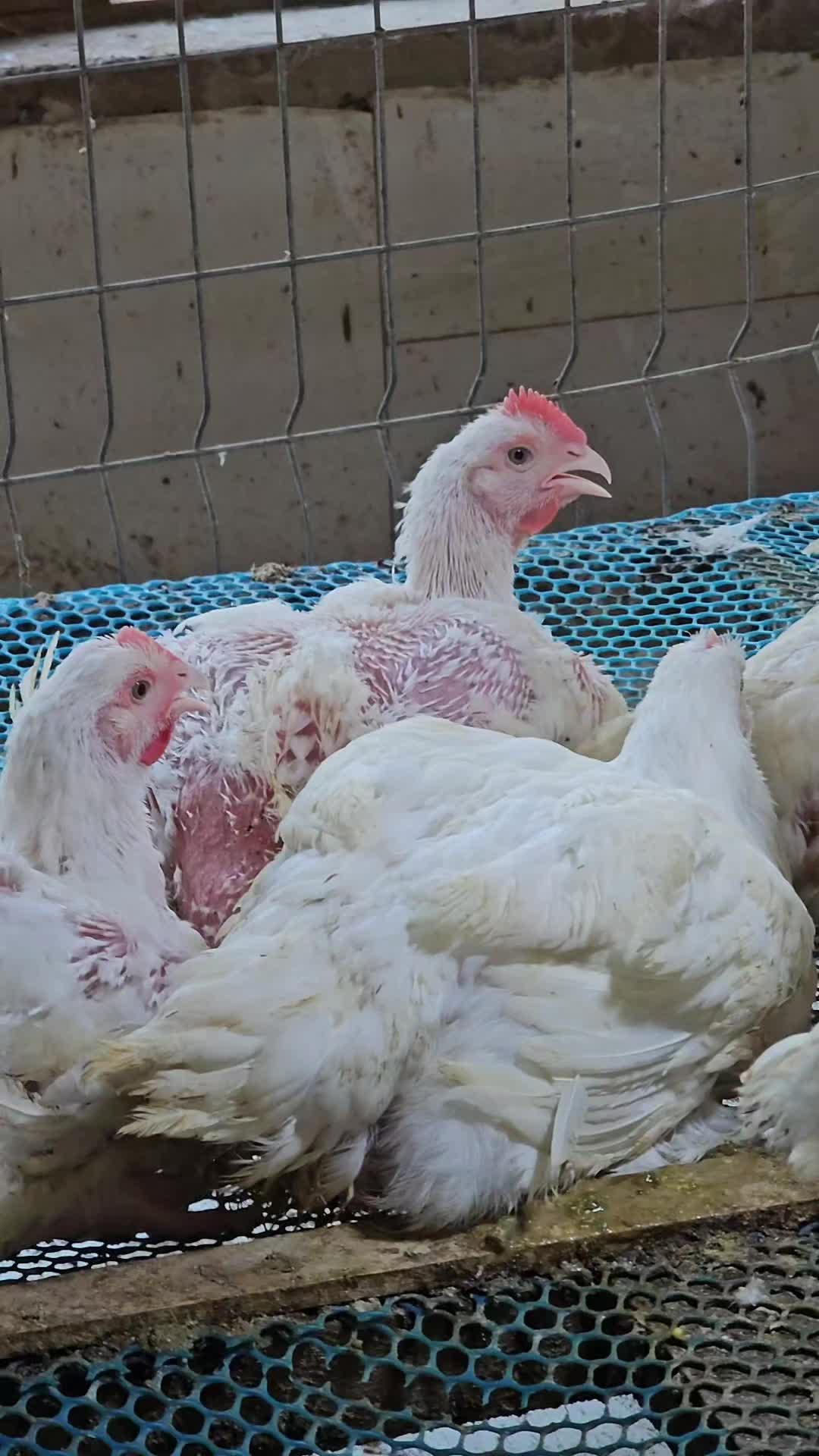 @thetri farms