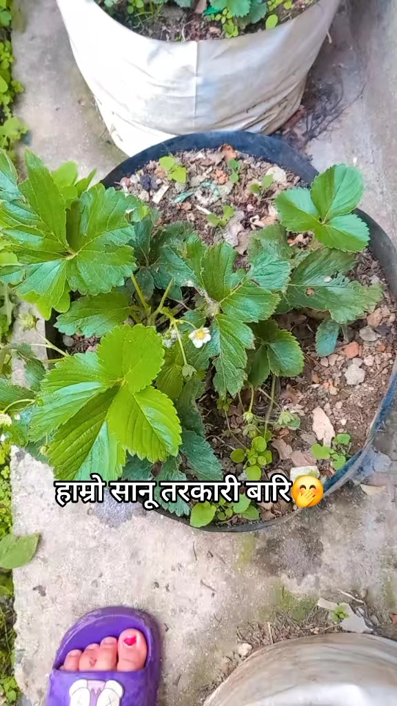 @दिक्षिता दिक्षान्त को मामु🧿💍