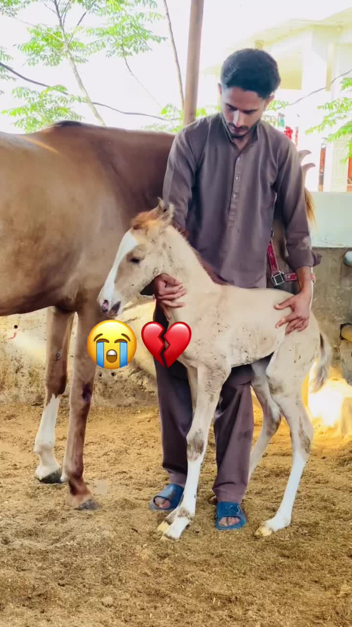 @Ch Hammad bokan &hearts;️🐎