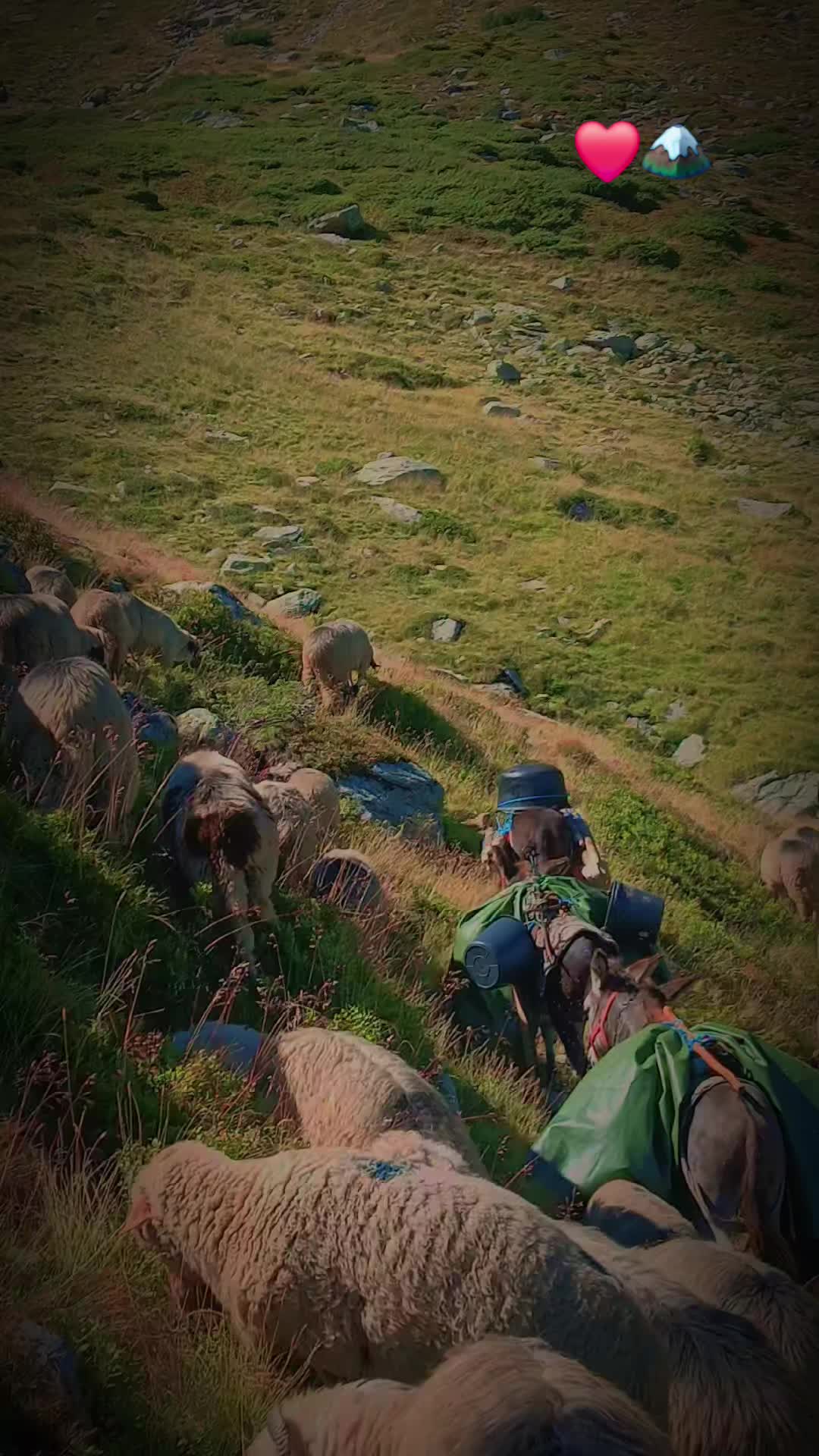 @Jidanu 🌲🐕🐑🌲❤️