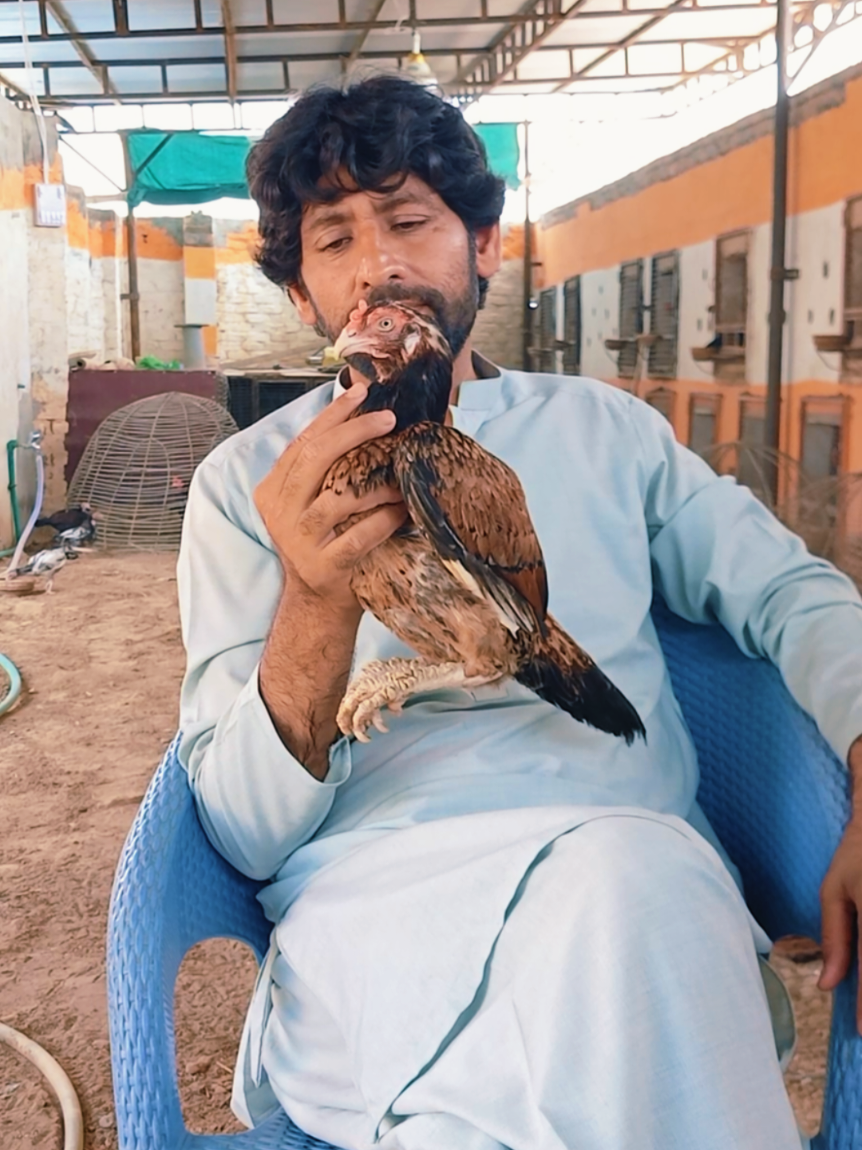 @Sajjad Aseel Farm