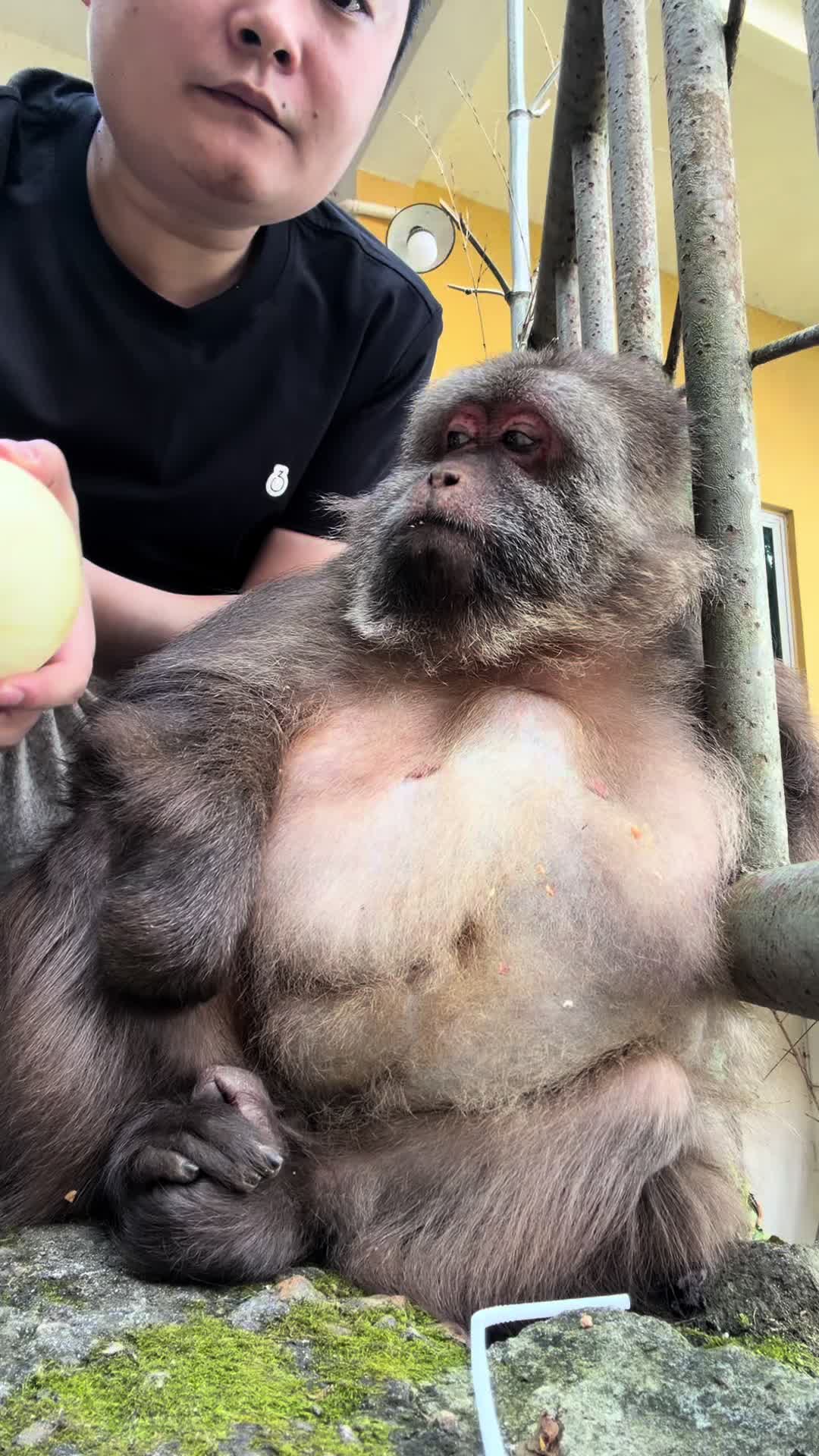 @xingxing.themonkey