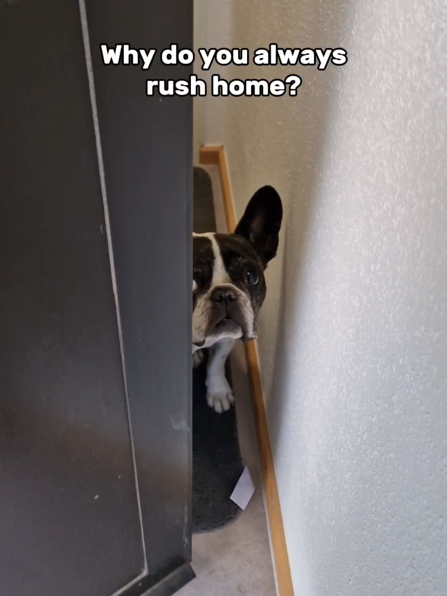@French Bulldog Jacky 🐶🐾