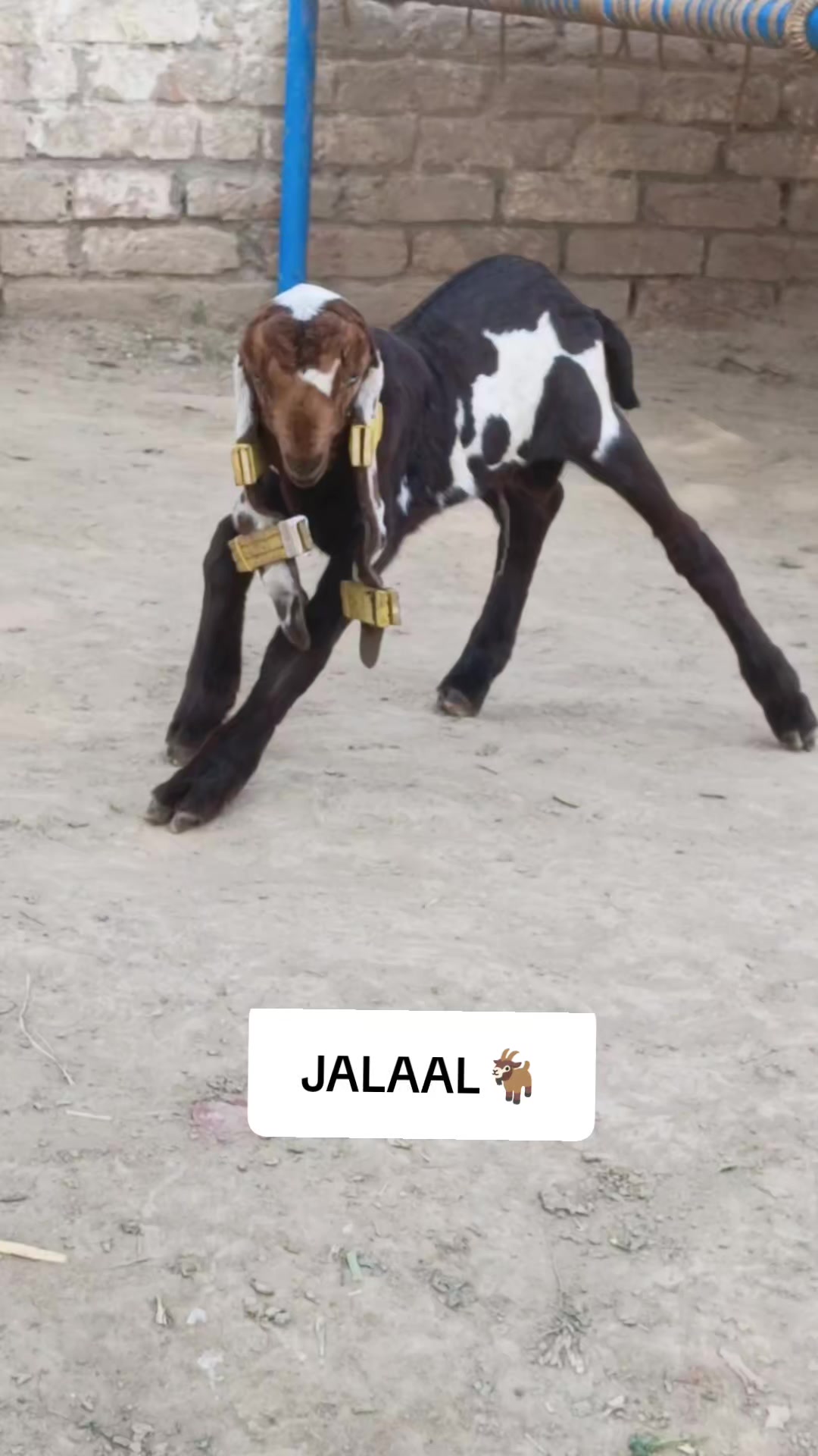@AHMED GOAT CORNER 🐐🇵🇰