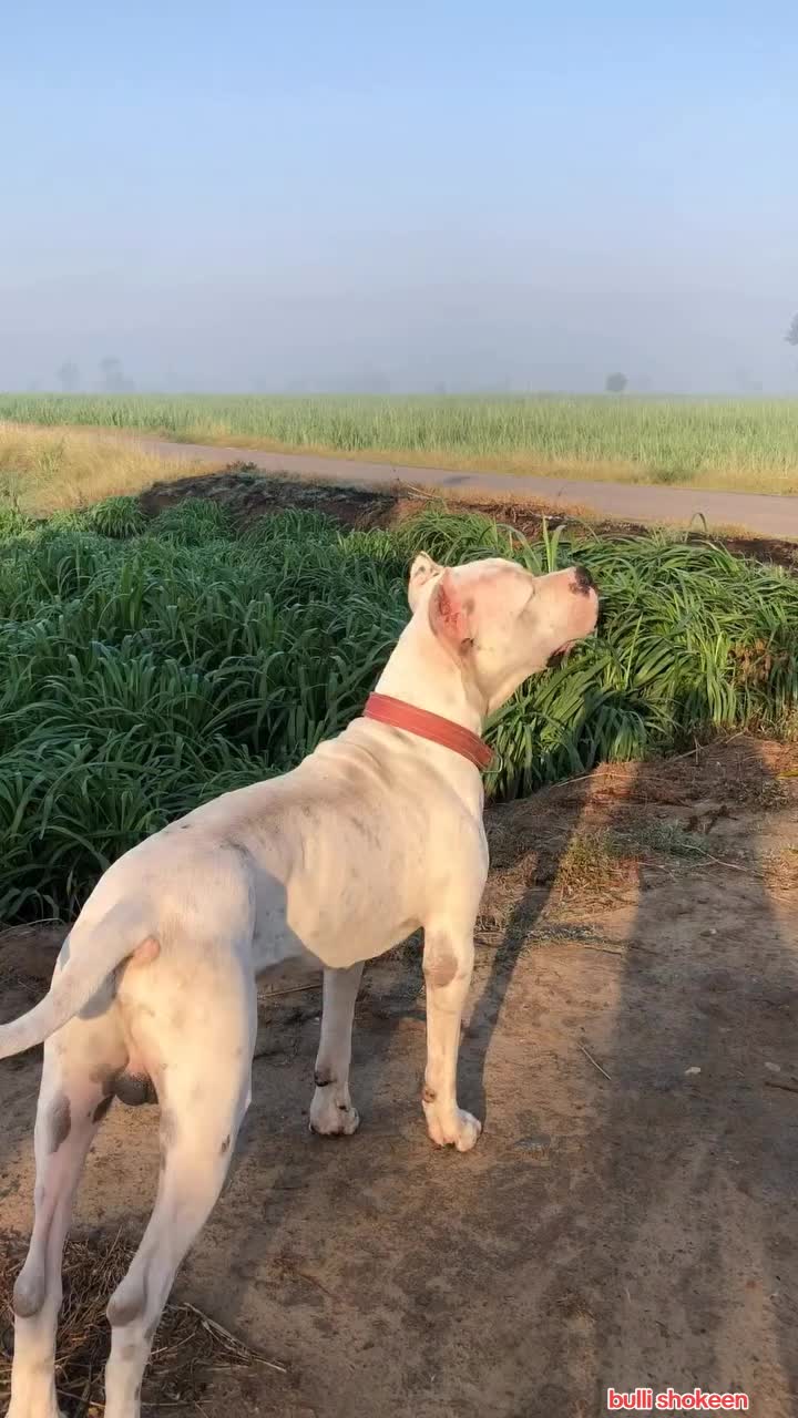 @bullishokeen2