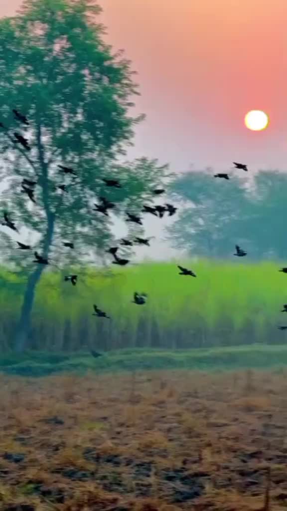 @sanaashraf