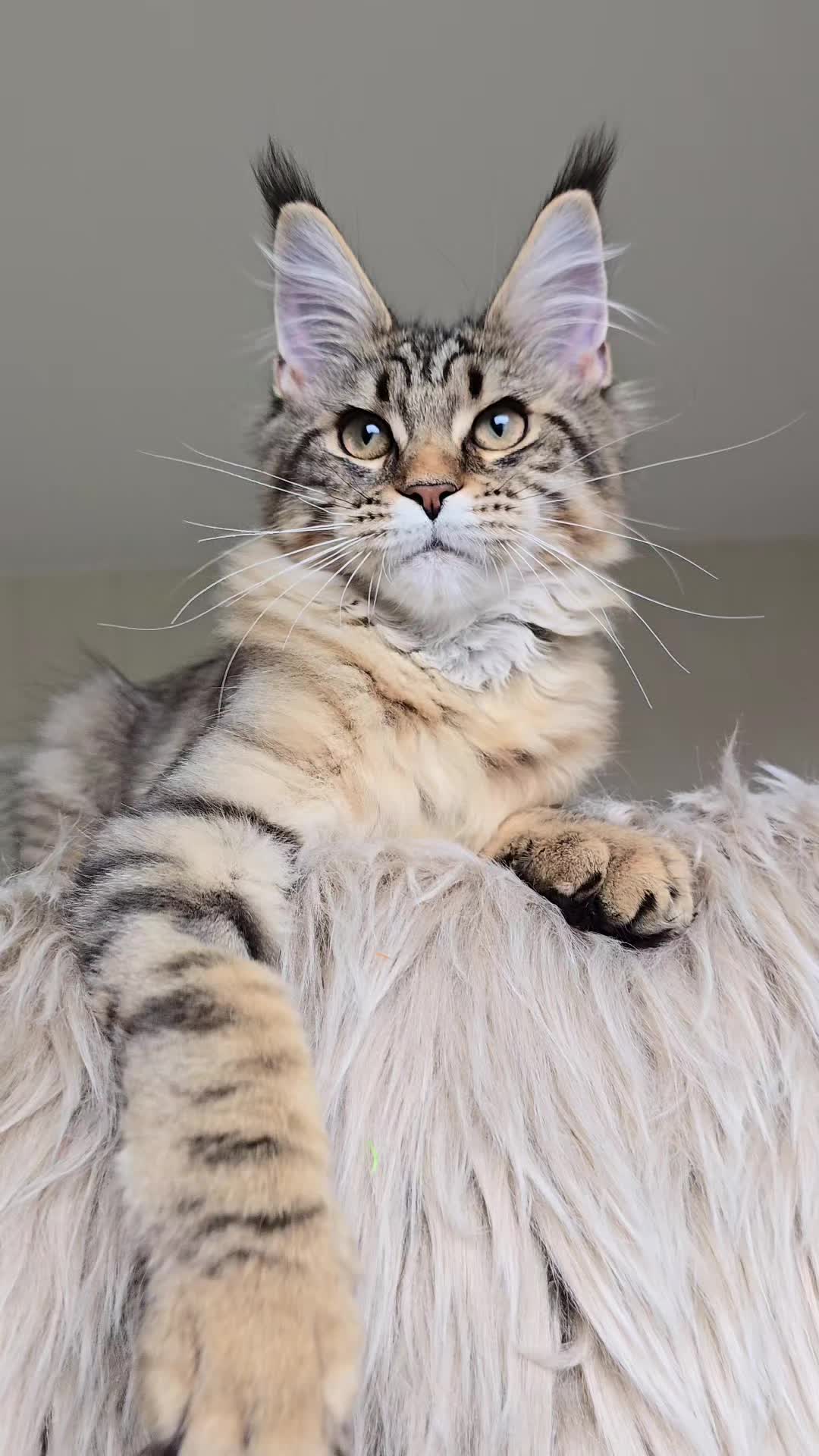 @Maine Coon Cattery Forest Rich
