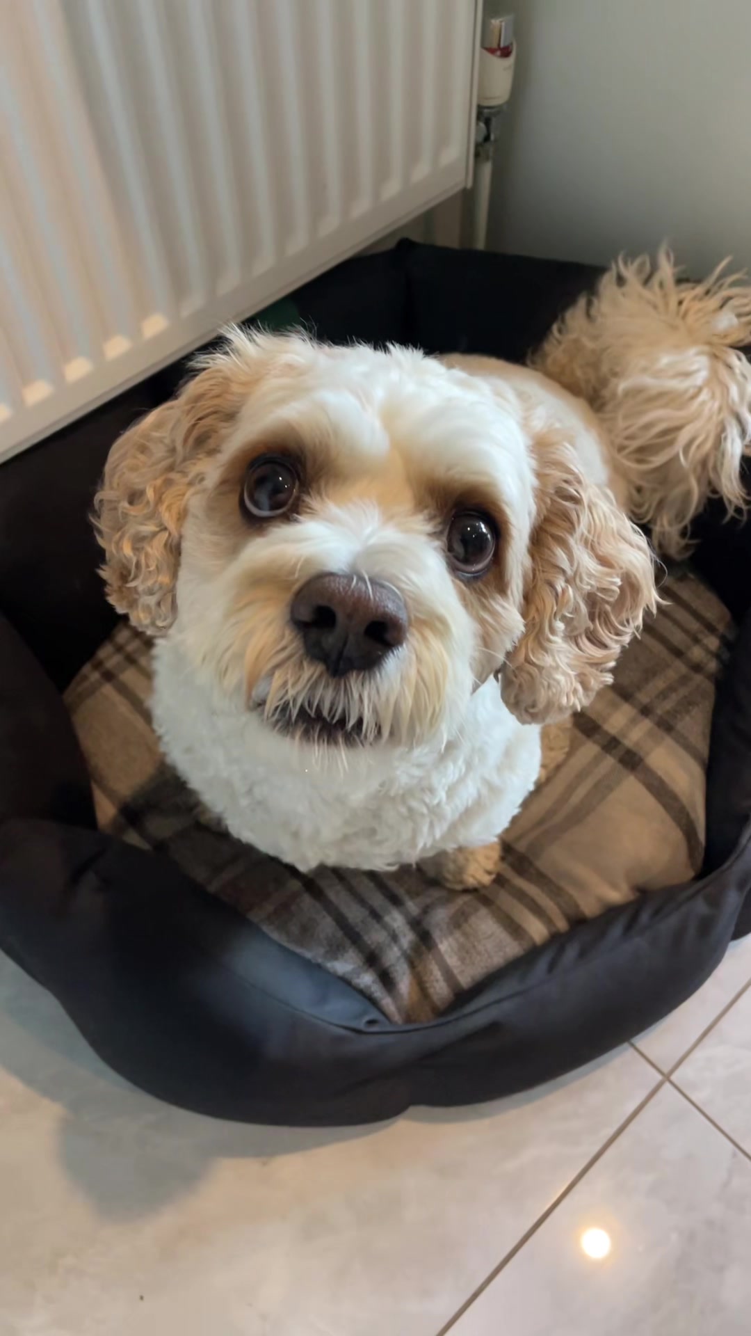 @My Cavachon