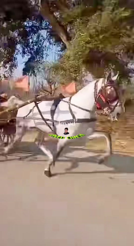 @جاويد چهـاچهـى