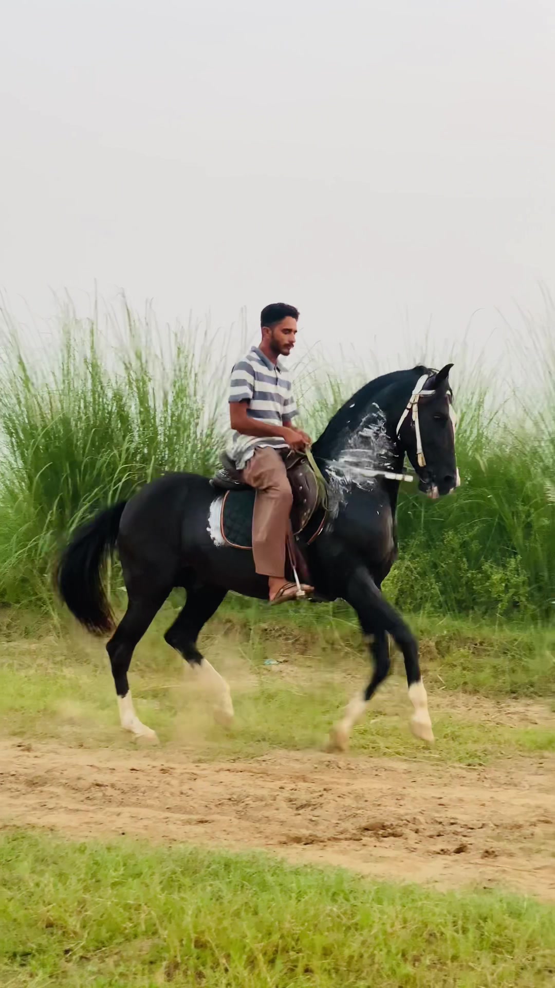 @Ch Hammad bokan &hearts;️🐎