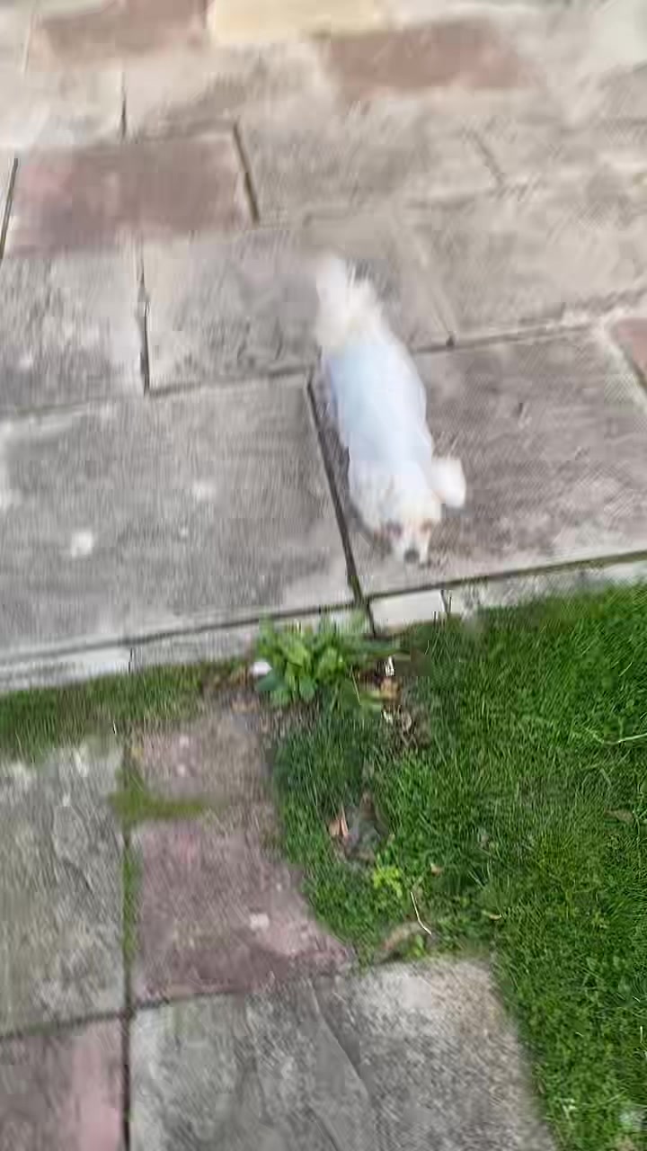 @Marla.woof woof