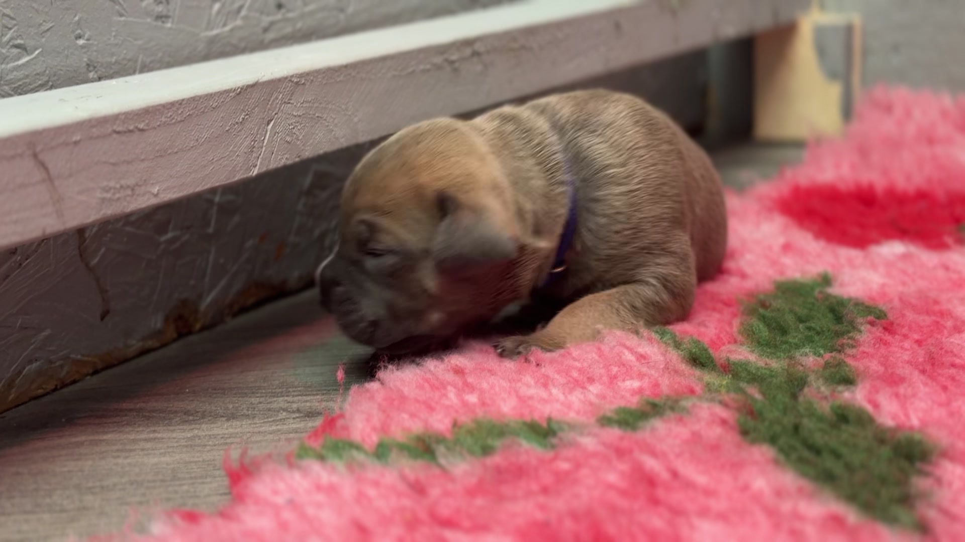 @Cane Corso PatoSquad