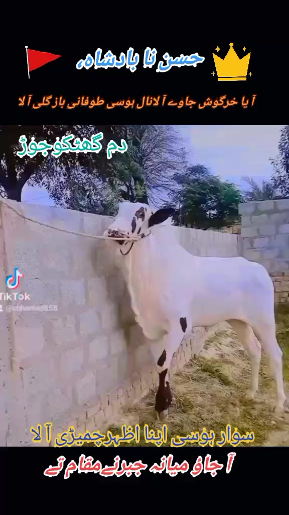 @چوہدری حماد