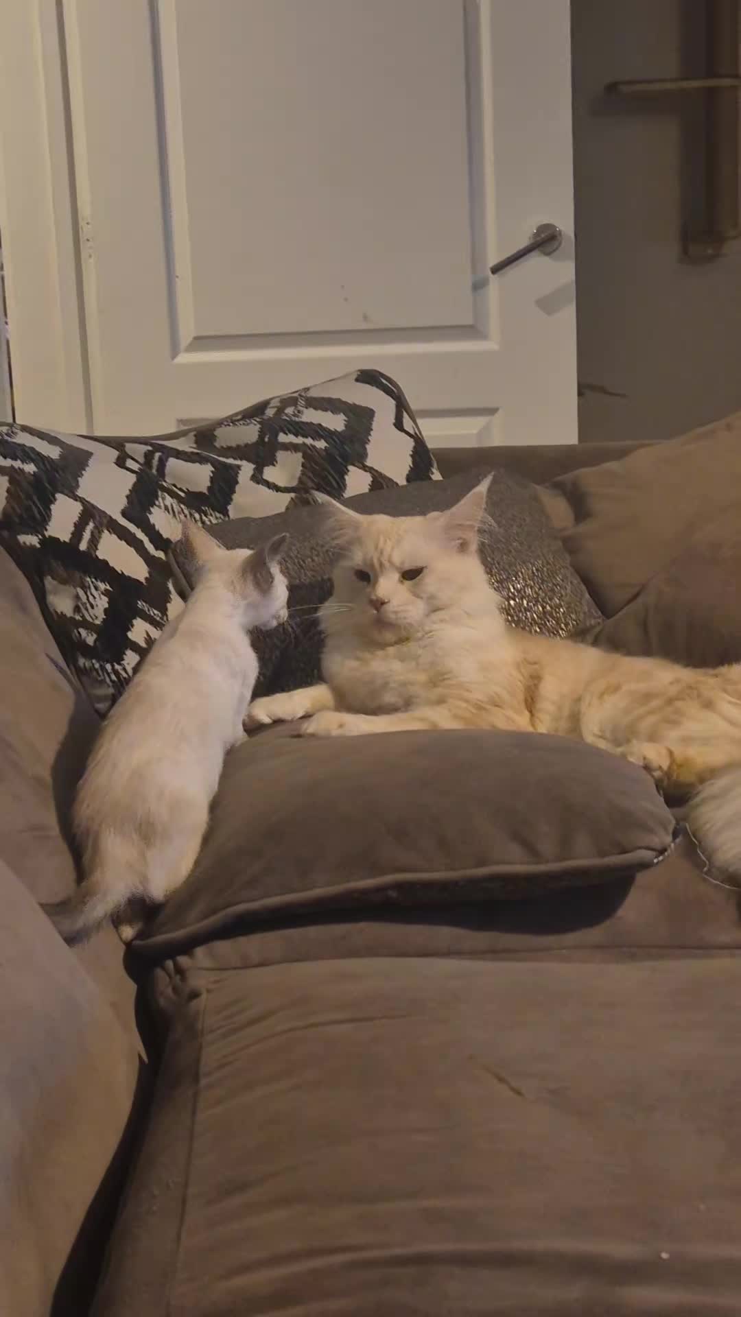 @Sam and the Furbabies