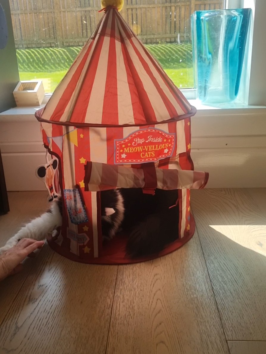 @2catlife