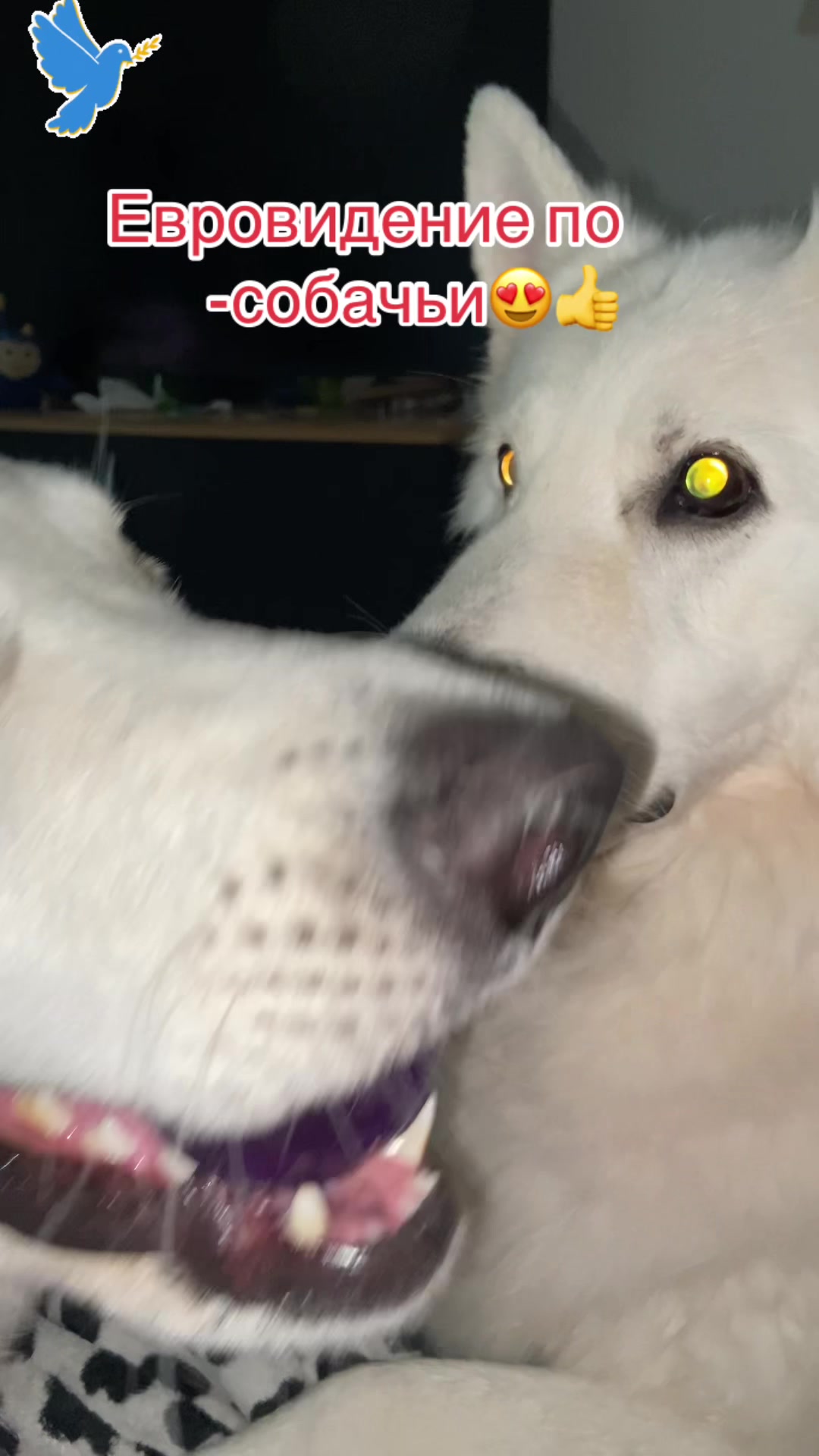 @white_ange_dog