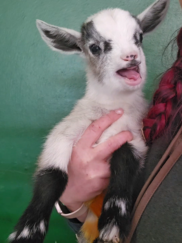 @The Big Sheep
