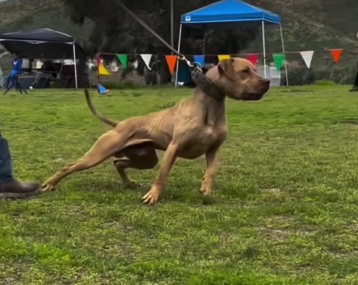 @Redboy Apbt Kennels