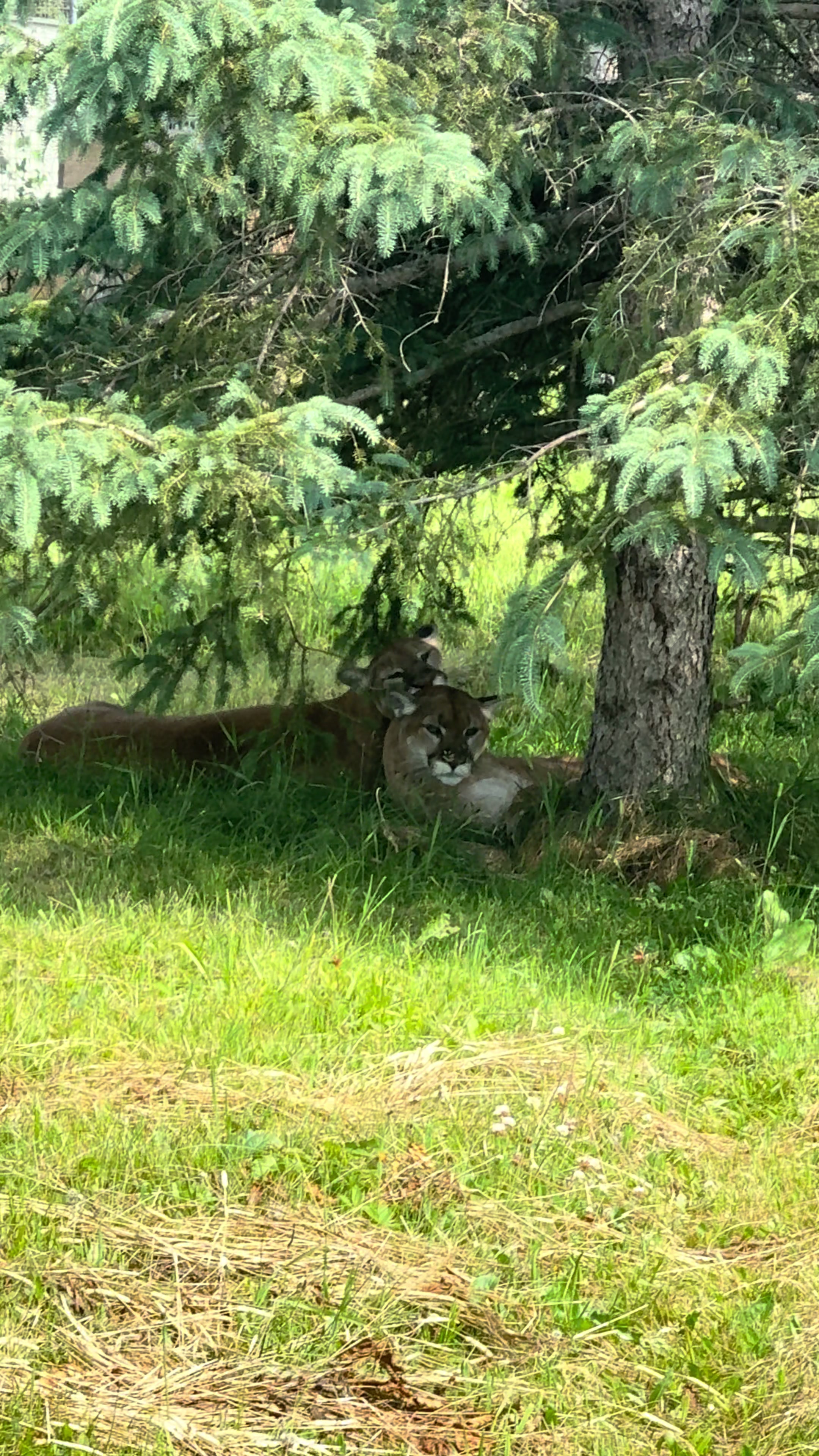 @The Wildcat Sanctuary