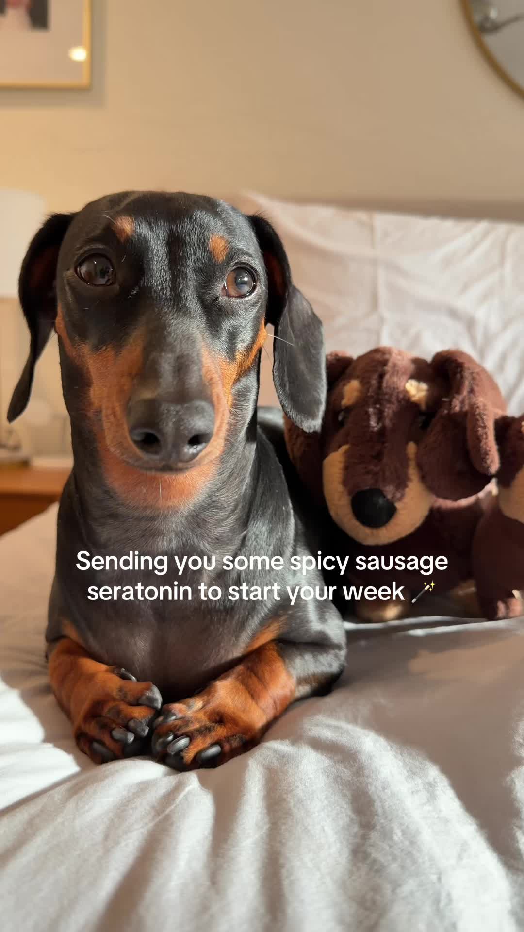 @Penny the Dachshund