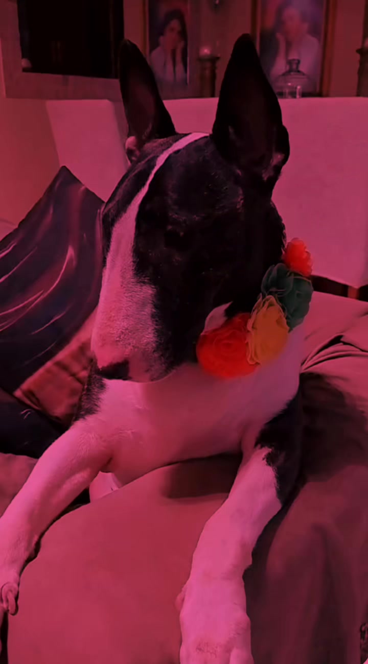 @zizel Bull terrier