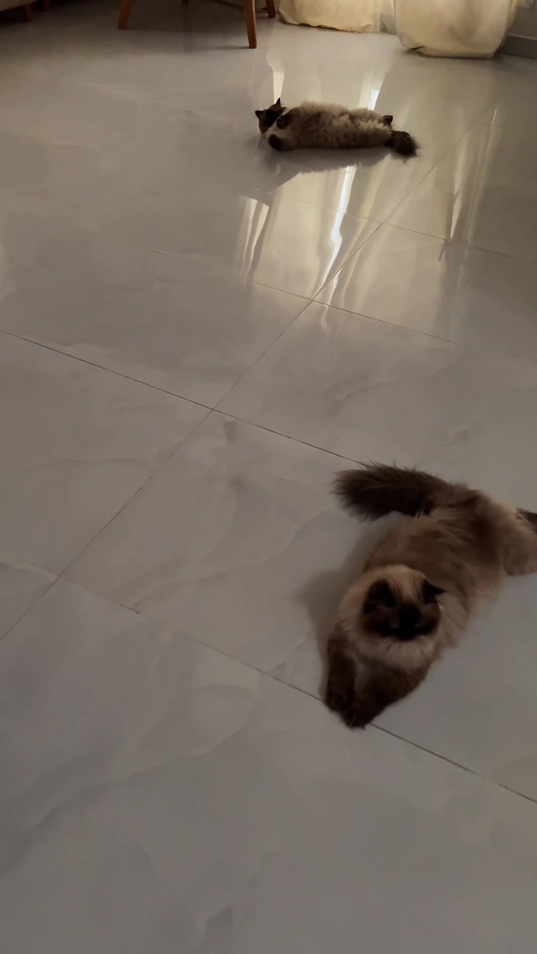 @himalayancat0