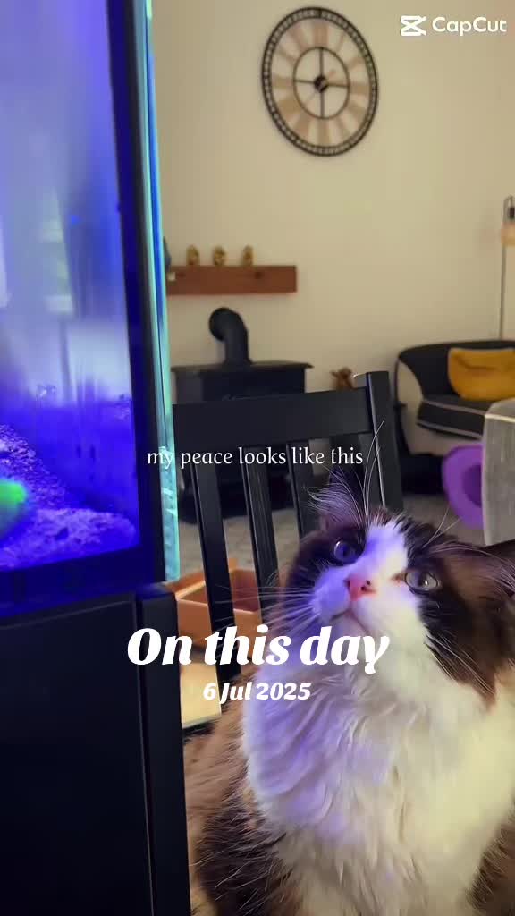 @Ted the ragdoll cat 🐾