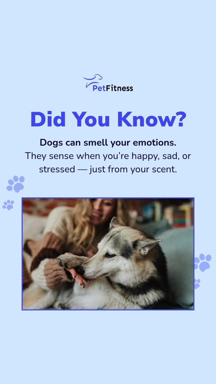 @PetFitness