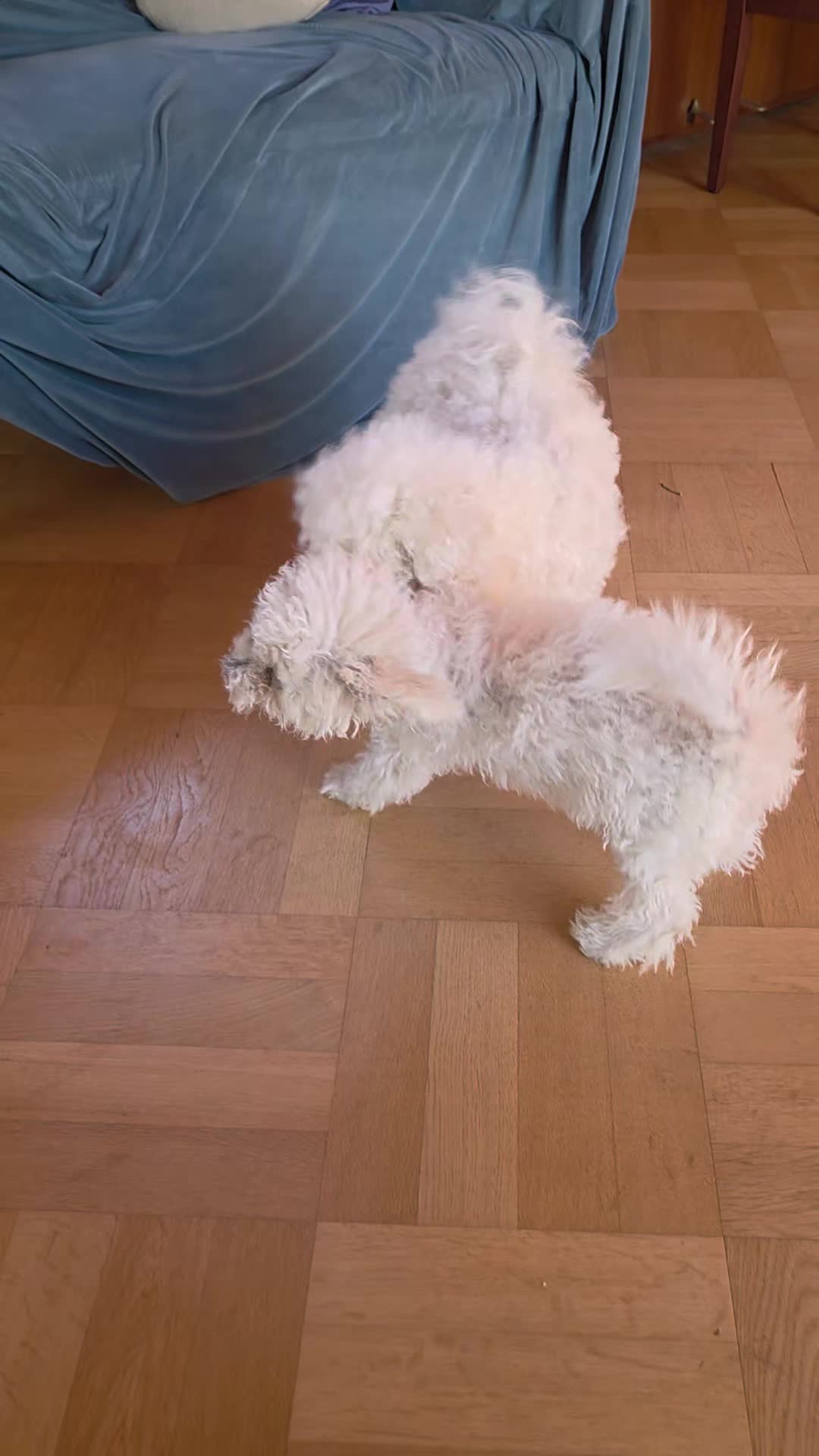 @TessiBichon