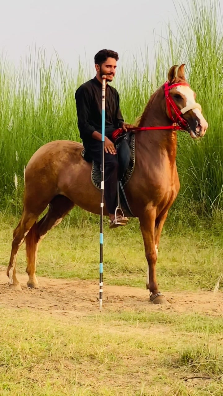 @Ch Hammad bokan ♥️🐎
