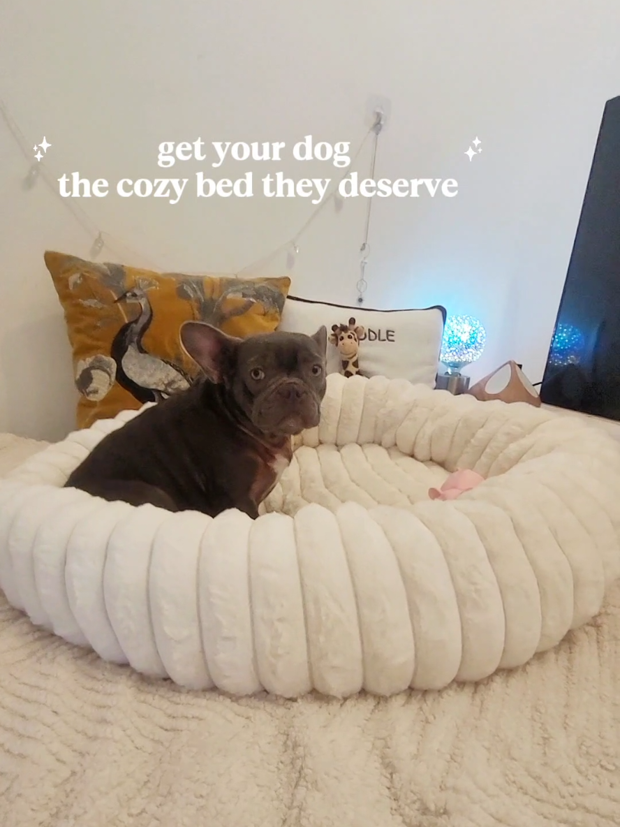 @Dog Stuff 🐕
