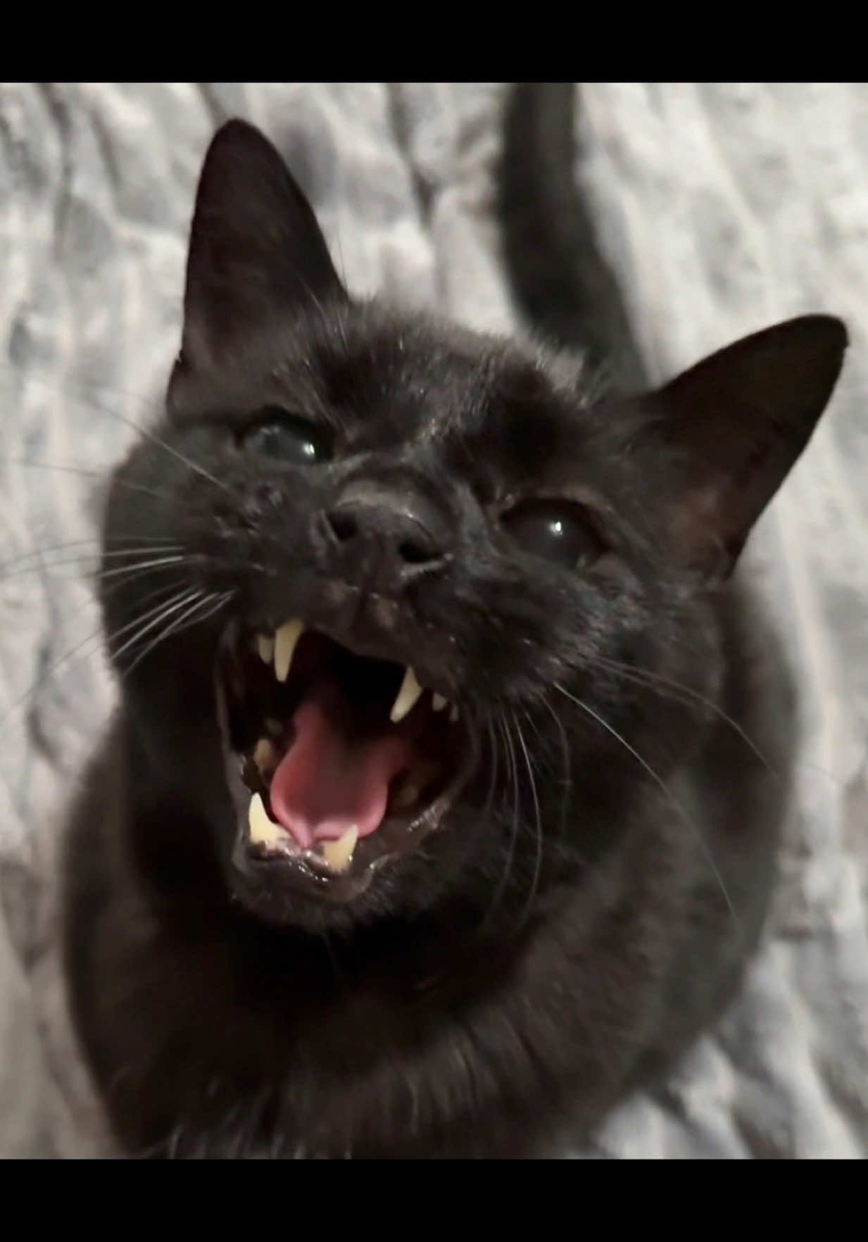 @Teefie_tribe 🐈⬛🐈⬛🐈🦷🦷