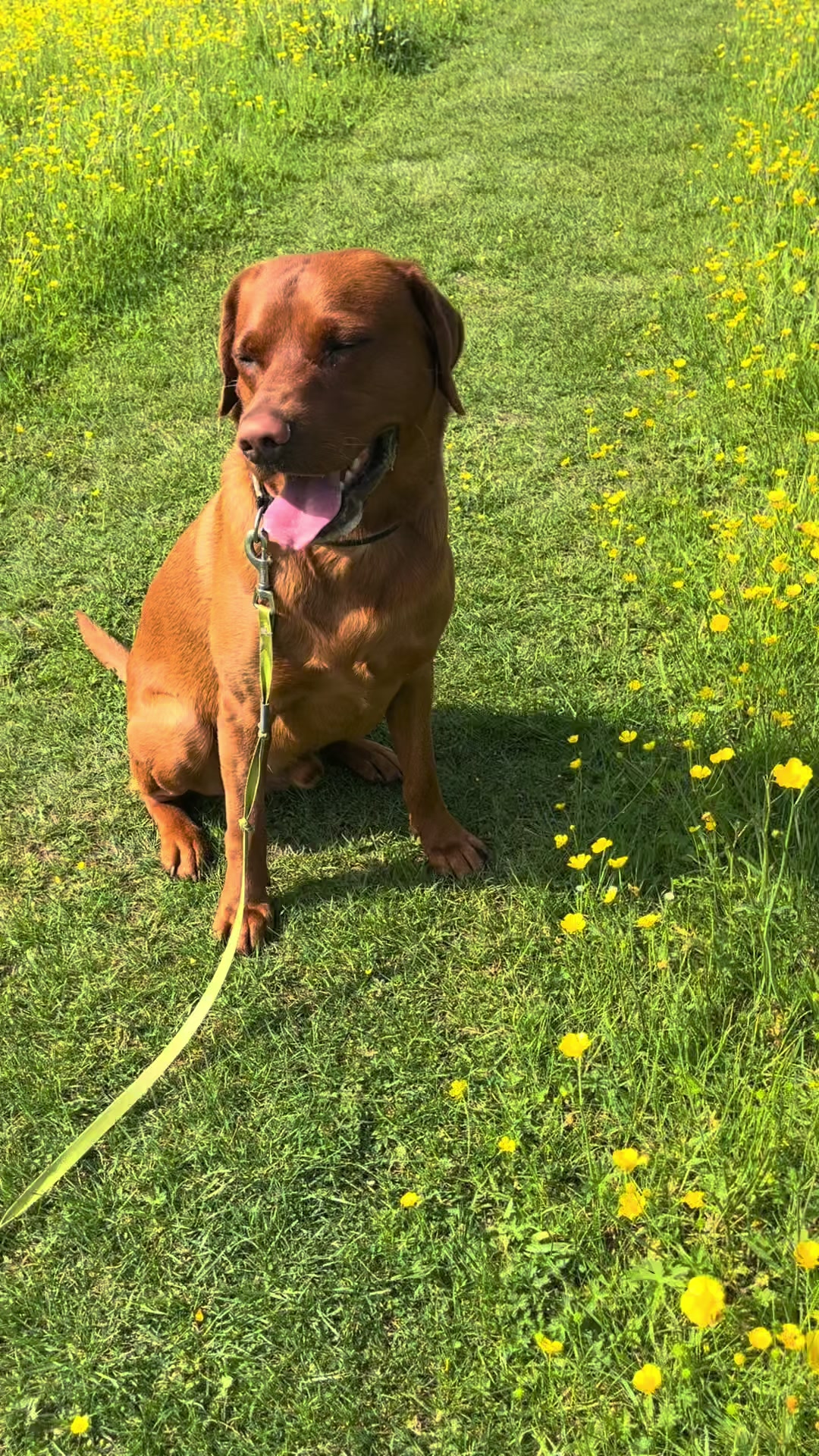 @Rolo🦮 fox red lab🐾🧡
