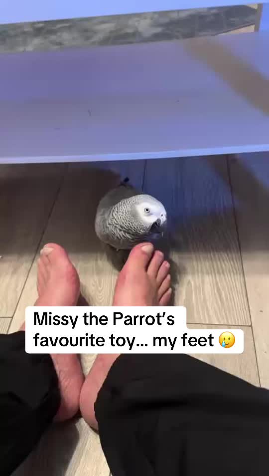 @Norman and Missy the Parrot