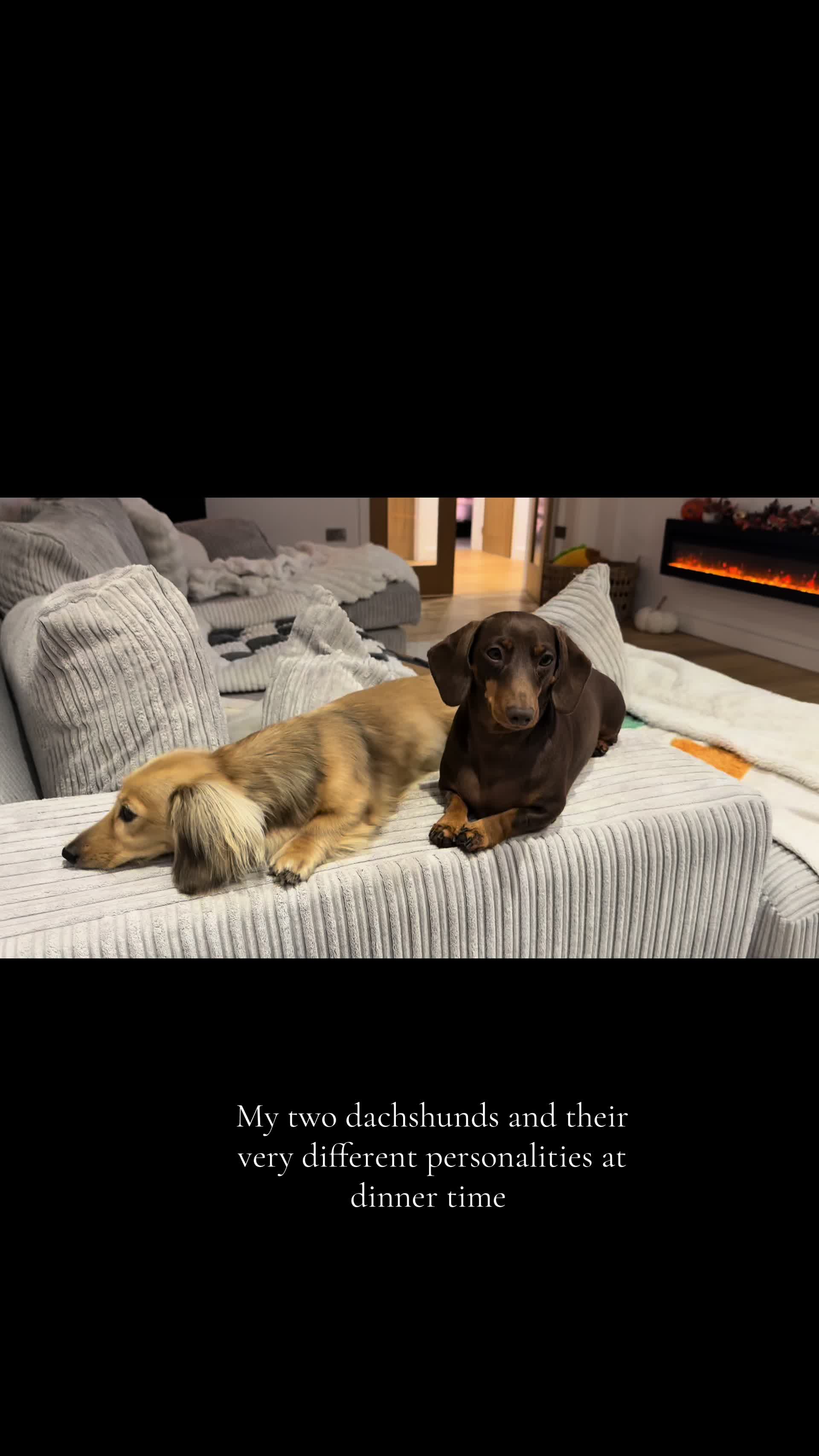 @sausagedogsisters